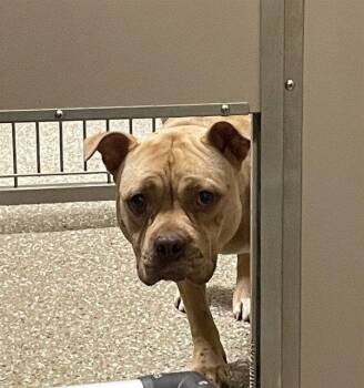 LYN -  Pit Bull Terrier Dog for Adoption in Clyde, North Carolina - LYN | PetCurious