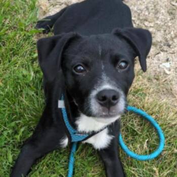 Kahlo -  Mixed Breed Dog for Adoption - Kahlo | PetCurious