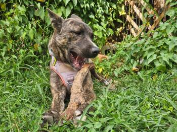 Lacy-NJ -  American Staffordshire Terrier Dog for Adoption in Magnolia, Texas - Lacy-NJ | PetCurious