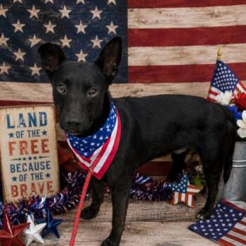 Raymond -  Mixed Breed Dog for Adoption in Columbiana, Alabama - Raymond | PetCurious