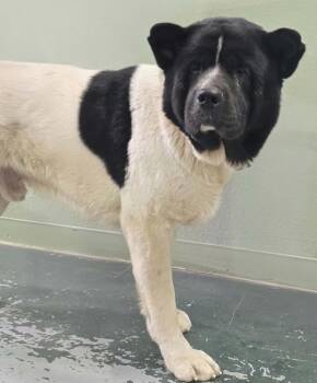 Auggie -  Akita Dog for Adoption in Hillsdale, Indiana - Auggie | PetCurious