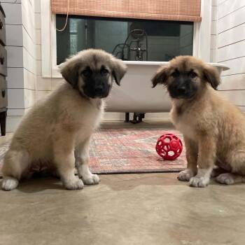Anatolian Shepherd Dogs Available for Adoption in New Orleans, Louisiana - Brandy (Benefactor Puppy) | PetCurious