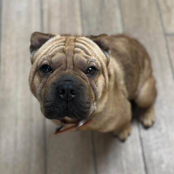 Butterball -  Shar Pei Dog for Adoption in Rowlett, Texas - Butterball | PetCurious