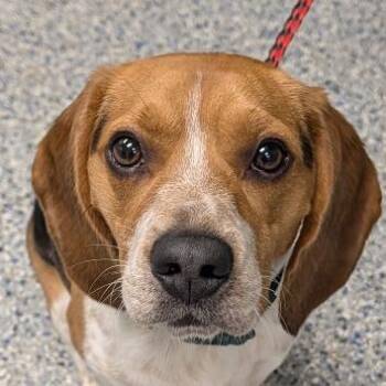 Beagle and Mixed Breed Dogs Available for Adoption in Greenville, South Carolina - Mojo | PetCurious