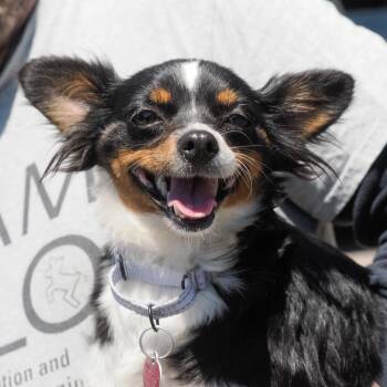 Chihuahua Dogs Available for Adoption in Richmond, California - LIA | PetCurious