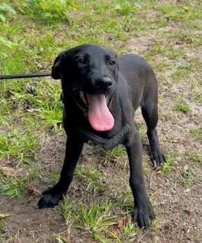 Labrador Retriever Dogs Available for Adoption in Tarrytown, Georgia - Claire | PetCurious