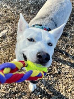 Roo -  Siberian Husky Dog for Adoption in Santa Rosa, California - Roo | PetCurious