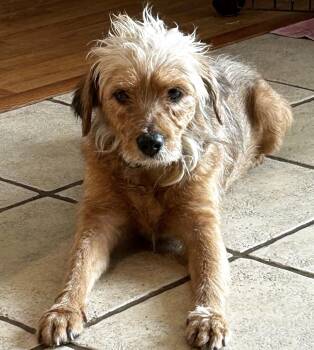 Rescue Miniature Schnauzer Dogs for Adoption - Sweets | PetCurious