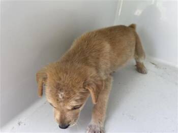 A657296 -  Chihuahua Dog for Adoption in Houston, Texas - A657296 | PetCurious
