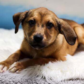 San Lucy -  Mixed Breed Dog for Adoption in Casa Grande, Arizona - San Lucy | PetCurious