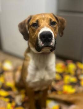 Rescue American Staffordshire Terrier Dogs for Adoption in Murrieta, California - JAZZY KIA | PetCurious