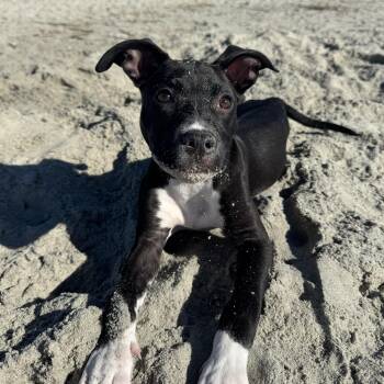 Rescue Pit Bull Terrier Dogs for Adoption in Columbia, South Carolina - Little Ben | PetCurious