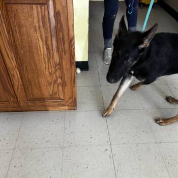 Pollen -  Mixed Breed Dog for Adoption in Davenport, Iowa - Pollen | PetCurious