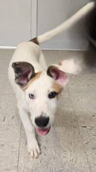 MATER -  Hound Dog for Adoption in Sandusky, Ohio - MATER | PetCurious