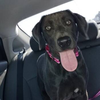 Koala -  Pit Bull Terrier and Mixed Breed Dog for Adoption in Raleigh, North Carolina - Koala | PetCurious