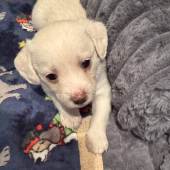 Miniature Poodle Dogs Available for Adoption - Nugget | PetCurious