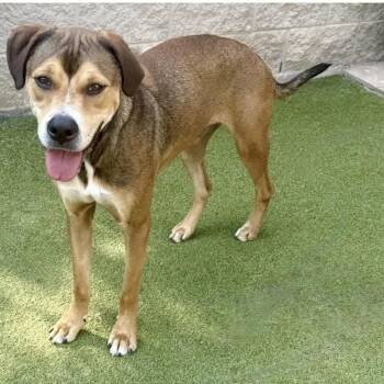 WEAVER -  Labrador Retriever Dog for Adoption in Houston, Texas - WEAVER | PetCurious