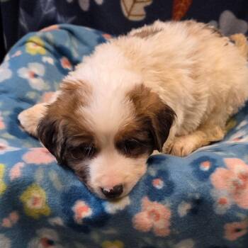 Great Pyrenees Dogs Available for Adoption in Eureka Springs, Arkansas - There | PetCurious
