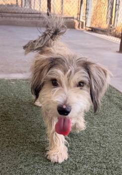 Bean -  Schnauzer Dog for Adoption in Midland, Texas - Bean | PetCurious