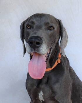 Rescue Great Dane Dogs for Adoption in Ocean Springs, Mississippi - King | PetCurious