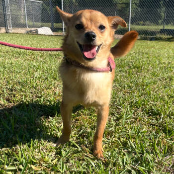 Rescue Pomeranian Dogs for Adoption in Baton Rouge, Louisiana - Brooks | PetCurious