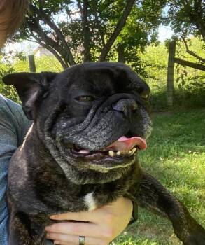 Kermit -  French Bulldog and Pug Dog for Adoption in Jackson, Tennessee - Kermit | PetCurious
