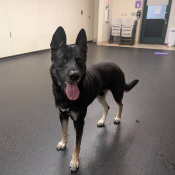 Disco -  German Shepherd Dog Dog for Adoption in Pasadena, California - Disco | PetCurious
