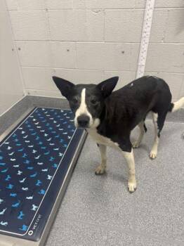 Pawlene -  Mixed Breed Dog for Adoption in Sevierville, Tennessee - Pawlene | PetCurious