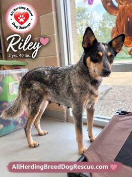 Riley -  Cattle Dog Dog for Adoption in Joliet, Illinois - Riley | PetCurious