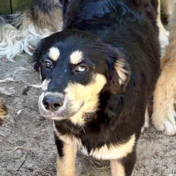 Iris -  Australian Shepherd and German Shepherd Dog Dog for Adoption in Anderson, Texas - Iris | PetCurious