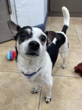 Chihuahua and Toy Fox Terrier Dogs Available for Adoption - Mickey Mouse | PetCurious