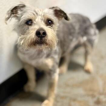 Miniature Schnauzer Dogs Available for Adoption in Red Bluff, California - Sailor | PetCurious