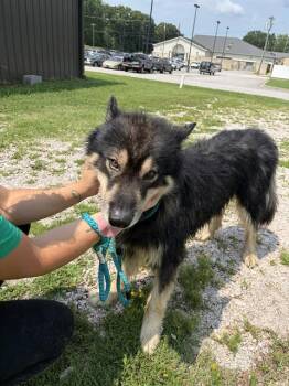 WINSTON -  Alaskan Malamute Dog for Adoption in Chester, South Carolina - WINSTON | PetCurious