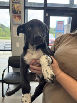 Labrador Retriever Dogs Available for Adoption in Sterling, Massachusetts - Goose 3 Months AVAIL 4/22 | PetCurious