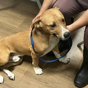 Toby -  Terrier Dog for Adoption in Lagrange, Georgia - Toby | PetCurious