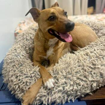 Rescue Mixed Breed Dogs for Adoption in Austin, Texas - Sheilun | PetCurious