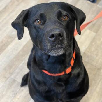 Mixed Breed Dogs Available for Adoption - Misty | PetCurious