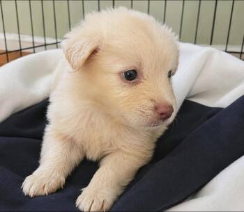 Alaska -  Shepherd Dog for Adoption in Thornton, Colorado - Alaska | PetCurious