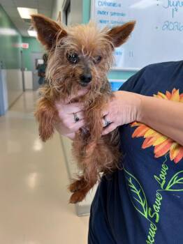 Pippa Mae -  Yorkshire Terrier Dog for Adoption in Leander, Texas - Pippa Mae | PetCurious