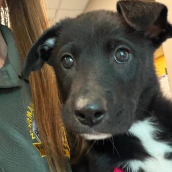 Mazie -  Border Collie Dog for Adoption in Norman, Oklahoma - Mazie | PetCurious
