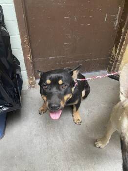 Rescue German Shepherd Dog and Mixed Breed Dogs for Adoption in Stockton, California - BINX | PetCurious