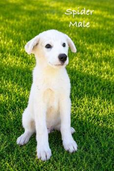 Spidey -  Mixed Breed Dog for Adoption in Waunakee, Wisconsin - Spidey | PetCurious