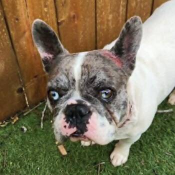 French Bulldog Dogs Available for Adoption in Austin, Texas - Ruby Marla BW | PetCurious