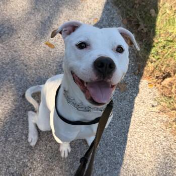 Marshall Lee -  Pit Bull Terrier Dog for Adoption in Hillsboro, Missouri - Marshall Lee | PetCurious