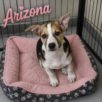 Arizona -  Carolina Dog Dog for Adoption in Momence, Illinois - Arizona | PetCurious