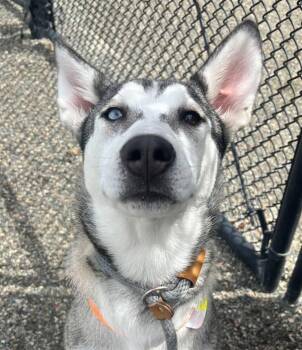 Cream Cheese -  Siberian Husky Dog Available for Adoption in Golden, Colorado - Cream Cheese | PetCurious