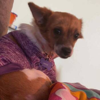 Rescue Chihuahua Dogs for Adoption in Sonora, California - Maya | PetCurious