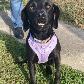 Labrador Retriever Dogs Available for Adoption in Brewton, Alabama - Lily | PetCurious