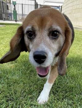 Kobe -  Beagle Dog for Adoption in Hainesville, Illinois - Kobe | PetCurious