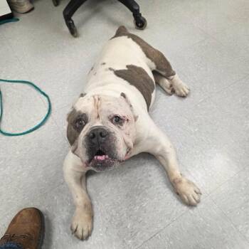 Mixed Breed Dogs Available for Adoption in Leander, Texas - Ghost 26-04-029 | PetCurious